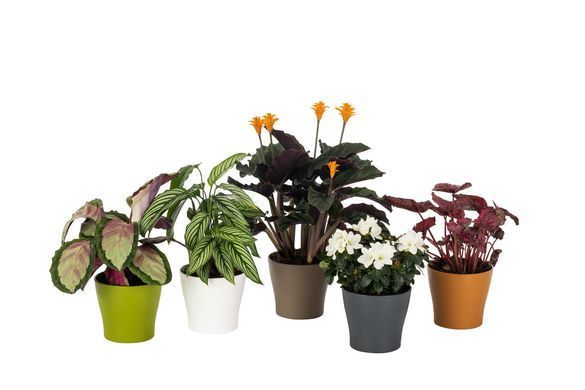 Горщик для квітів Рoliwork Gardenya круглі 2,7 л 18 x 16 см, Колір Світло-Зелений