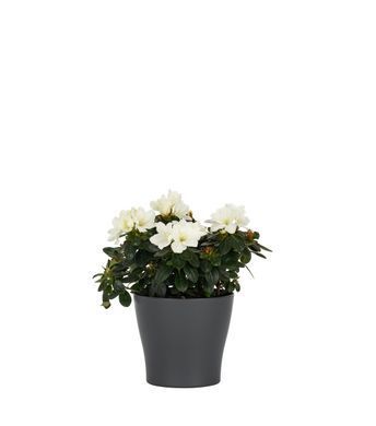Горщик для квітів Рoliwork Gardenya круглий 4,3 л 20 x 18 см, Колір Коричневий