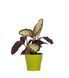 Горщик для квітів Рoliwork Gardenya круглий 4,3 л 20 x 18 см, Колір Коричневий