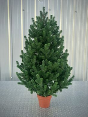 Ялинка SGH Traditional лита в горщику 90 см зелена новинка