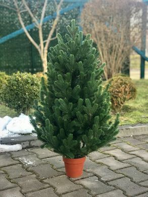 Ялинка SGH Traditional лита в горщику 90 см зелена новинка
