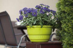 Горщик для квітів, з підставкою Form-Plastic Європа круглий 1,2 л 15 х 10 см, Колір Білий
