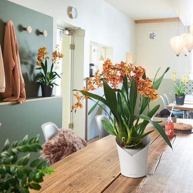 Умная орхидейница Lechuza Orchidea 20 круглая 1 л 18 x 20 см, Цвет Серый