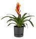 Горщик для квітів Рoliwork Begonya кругла 5 л 25 x 23 см, Колір Коричневий