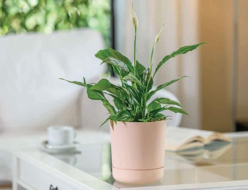 Горщик для квітів Form-Plastic SATINA круглий з підставкою 1,5 л 13 х 14 см, Колір Гранат