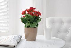 Горшок для цветов с подставкой Form-Plastic Тоскана круглый 2,2 л 15 х 14 см, Цвет Кофе-Латте