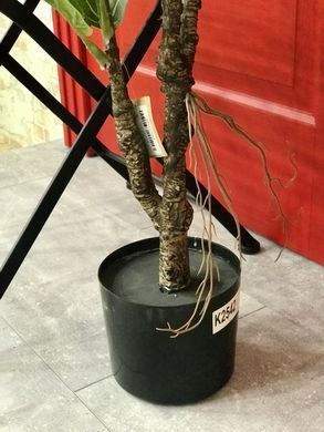 Фікус Лірата SGH (Ficus lyrata) штучний 120 см у горщику