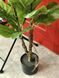 Фікус Лірата SGH (Ficus lyrata) штучний 120 см у горщику