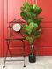 Фікус Лірата SGH (Ficus lyrata) штучний 120 см у горщику