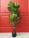 Фікус Лірата SGH (Ficus lyrata) штучний 120 см у горщику