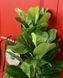 Фікус Лірата SGH (Ficus lyrata) штучний 120 см у горщику