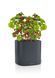 Умный горшок Lechuza PILA Color Planter 35 квадратный 14,5 л 35 x 33 см, Цвет Бежевый