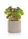 Умный горшок Lechuza PILA Color Planter 35 квадратный 14,5 л 35 x 33 см, Цвет Бежевый