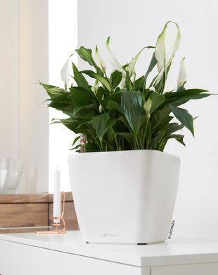Розумний горщик Lechuza Quadro Premium LS 28 квадратний 9 л 28 x 26 см, Колір Кави